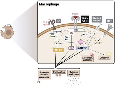 Regulation of the immune system by the insulin receptor in health and disease